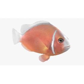 Pink Skunk Clownfish Animated model